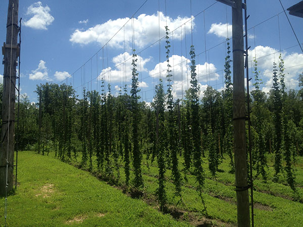 The brewery has about two acres of hops at its disposal.