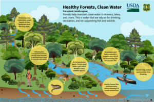 GreenFin USforestService